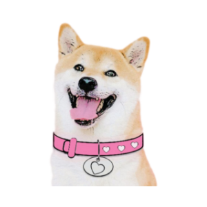 DogeGF